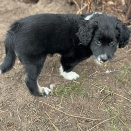 Pearl - Black and white female Aussiedoodle puppy in Columbia Falls, Montana from Firefly Aussies & Aussiedoodles