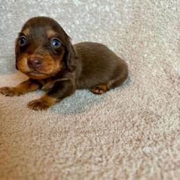 Rocky - Chocolate and tan male Dachshund puppy in Grant, Oklahoma from Weenie World