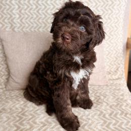 Alexia - Brown merle female Aussiedoodle puppy in Allen, Texas from Calena’s Doodles