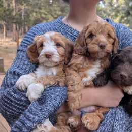 Australian Labradoodle Puppies from Paws Beyond The Pines