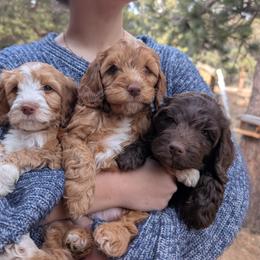 Australian Labradoodle Puppies from Paws Beyond The Pines