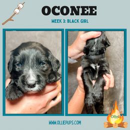 Girl 3 - female Golden Mountain Dog puppy in Boiling Springs, South Carolina from OlliePups, LLC