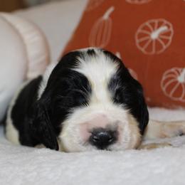 Cedar - Black and white male English Springer Spaniel puppy in Lexington, South Carolina from House Tiner Springers