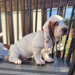Basset Hound Puppies from Twin Creek Acres