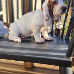 Basset Hound Puppies from Twin Creek Acres