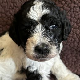 Boy 3 - Parti Goldendoodle puppy in Christiana, Tennessee from Rechlicz Family Doodles