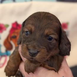 Wrangler - Chocolate and tan male Dachshund puppy in Barnard, Missouri from KB Doxies
