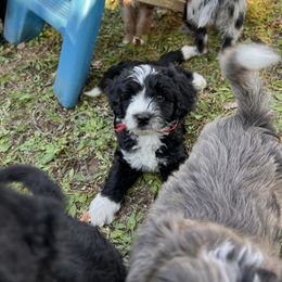 Granite - Black and white male Aussiedoodle puppy in Grand Haven, Michigan from Happy Hippy Doodles