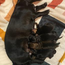 Dachshund Puppies from Desert Dachshunds