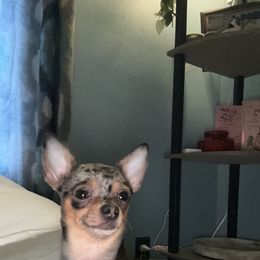 Polita - Chihuahua