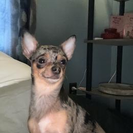 Polita - Chihuahua