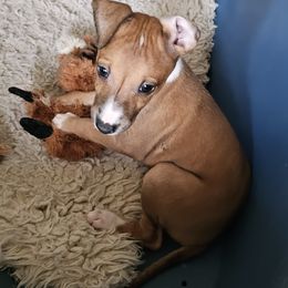 Girl 1 - Red female Italian Greyhound puppy in Phillips, Maine from Maplewood Italian Greyhounds
