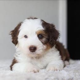 Daisy - Red tri-color female Aussiedoodle puppy in Tonopah, Arizona from Kae's Kennels