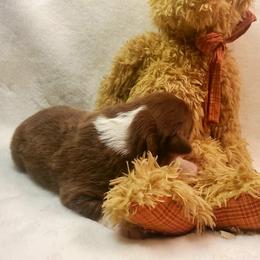 Snickers - Red tri-color male Australian Shepherd puppy in Maryland from Lake Shore Australian Shepherds