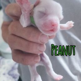 Peanut - White male Maltese puppy in Belleville, Michigan from Michigan Maltese Puppies