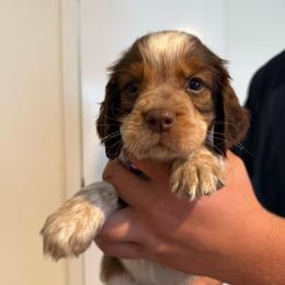 Girl 5 - Liver white and tan female English Springer Spaniel puppy in Fort Meade, Florida from Lake in the Hills Springers