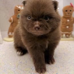 Rainbow Dash - Chocolate female Pomeranian puppy in Gilroy, California from Belt Fed Kennels