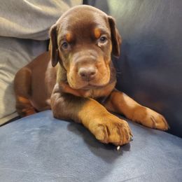 Doberman Pinscher Puppies from Stand Alone European Dobermans