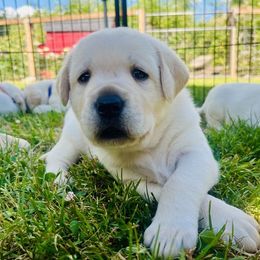 Labrador Retriever puppies from Snowpeak English Labradors