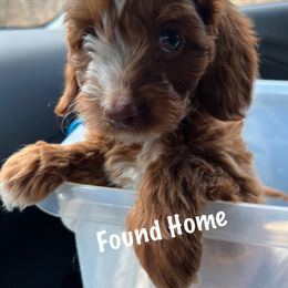 Cavapoo Puppies from QuiGents