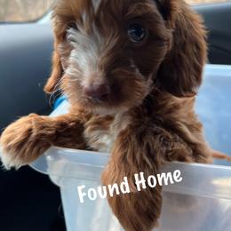 Cavapoo Puppies from QuiGents