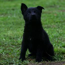 Black girl - Black female German Shepherd puppy in Clarkrange, Tennessee from Vom Wolff