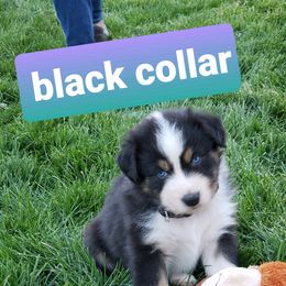 Australian Shepherd Puppies from Bar G Australian Shepherds