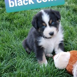 Australian Shepherd Puppies from Bar G Australian Shepherds