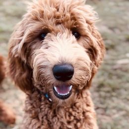 Goldendoodle Puppies from Doodles by Piper