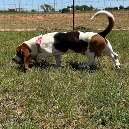 Roper - Basset Hound