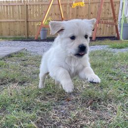 Golden Retriever Puppies from Blue water Goldens