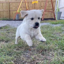 Golden Retriever Puppies from Blue water Goldens