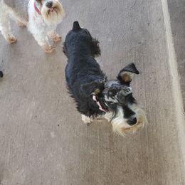 Callie - Miniature Schnauzer