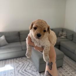Girl 1 - Apricot female Poodle puppy in Grass Valley, California from Cuddle Paws Poodles