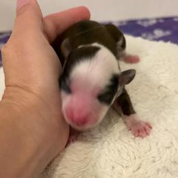 Girl 2 - Red merle female Aussiedoodle puppy in Martin County, Florida from Biggie Ranch