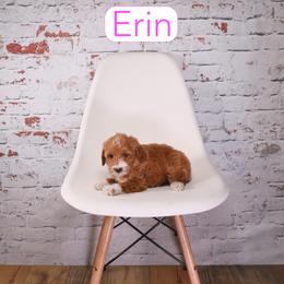 Erin - Red  female Goldendoodle puppy in Calhoun, Georgia from Happy Top Doodles