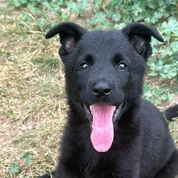 German Shepherd Puppies from Haus Brächen German Shepherds