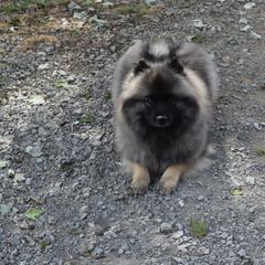 Kylie - Keeshond