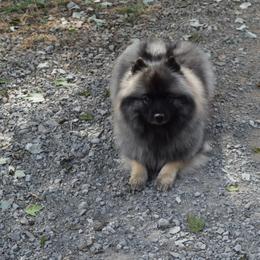 Kylie - Keeshond
