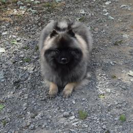 Kylie - Keeshond