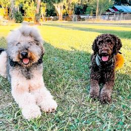 Goldendoodle and Poodle All Grown Up from Rolling Oak Doodles