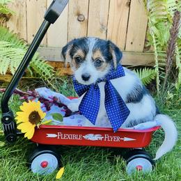 Jake - Black and white male Companion Cross puppy in Mankato, Minnesota from Tiny and Treasured