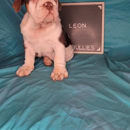Leon - Chocolate tri-color male Bulldog puppy in Hillsdale County, Michigan from KZ Bullies LLC