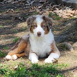 Jingle - Red merle male Miniature Australian Shepherd puppy in Philpot, Kentucky from Miller Hill Mini American Shepherds and Mini Australian Shepherds