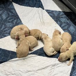 German Shepherd and Golden Retriever Puppies from Vom Bethel