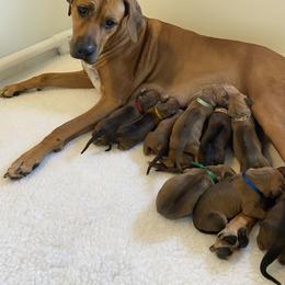 Rhodesian Ridgeback Puppies from Ivorymoon Rhodesian Ridgebacks