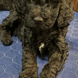 Goldendoodle Puppies from AZ Stickerdoodles