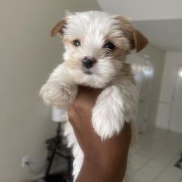 Yorkshire Terrier Puppies from Kruz Kennels