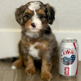 Parvati - Merle female Bernedoodle puppy in Gilbert, Arizona from Safe Havynn Doodles