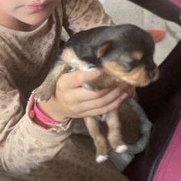 Yorkshire Terrier All Grown Up from Yorkie love